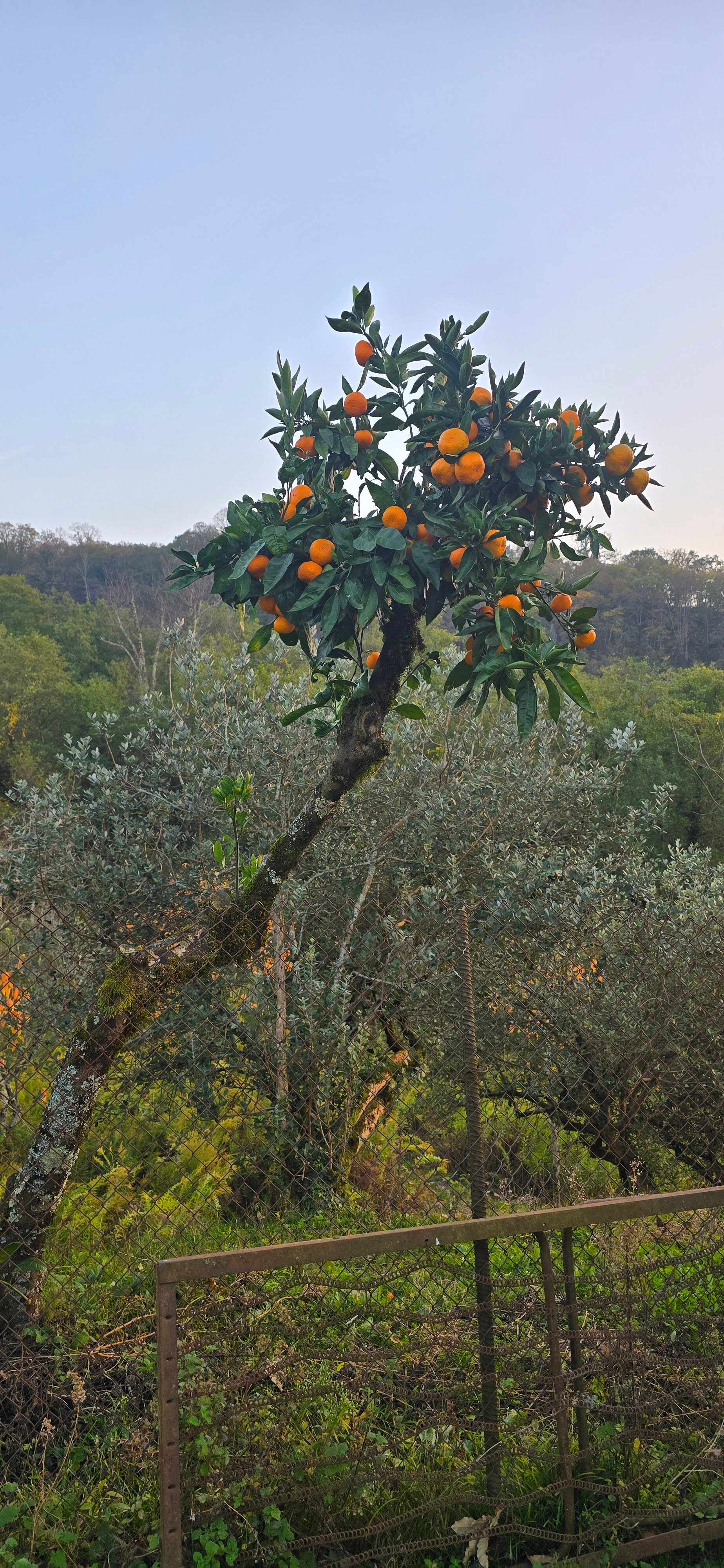 Фото Жемчужина Абхазии