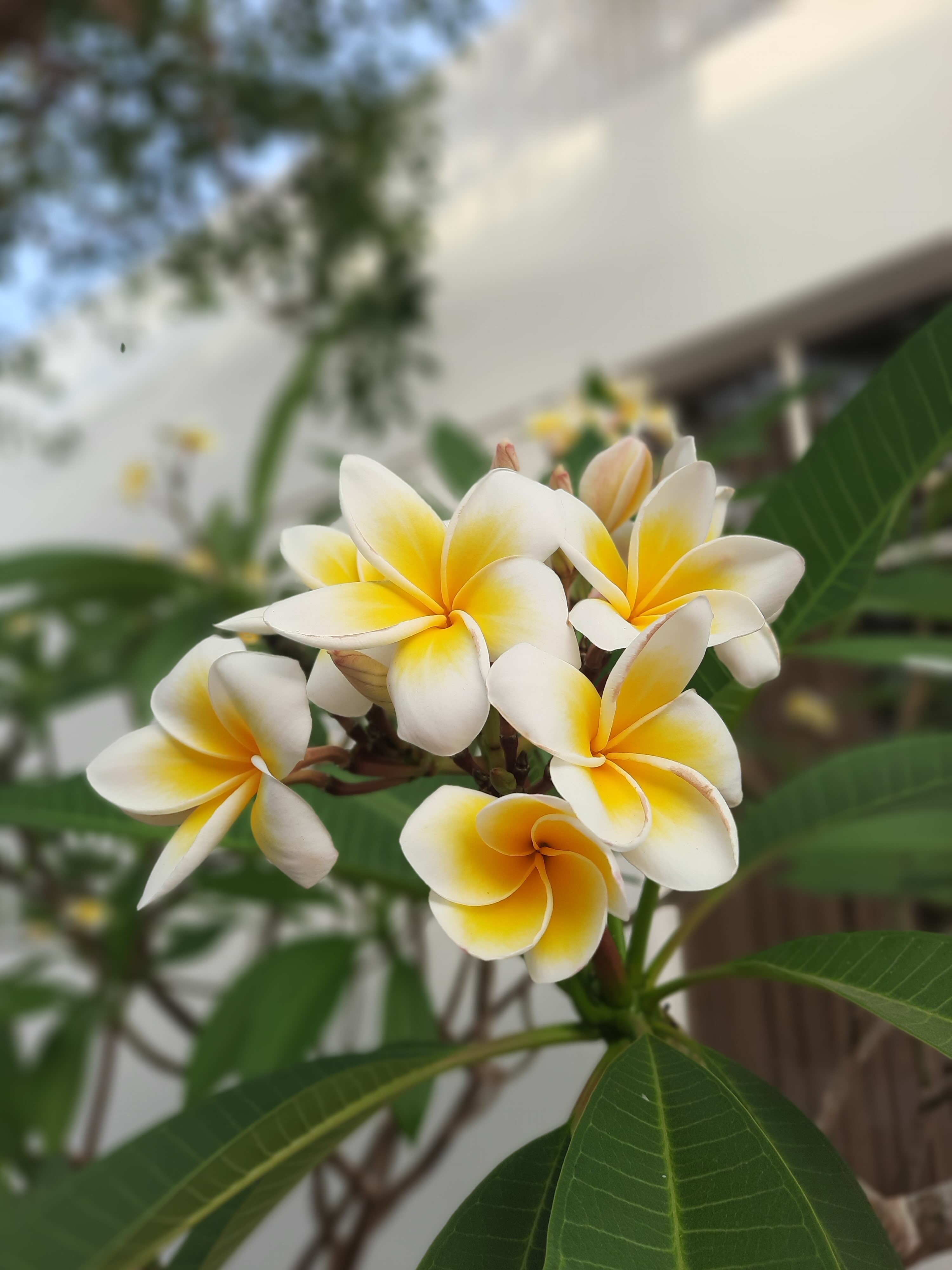 Фото Baron Palms Resort Sharm El Sheikh