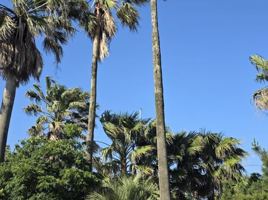 Фото Cordelia Hotel