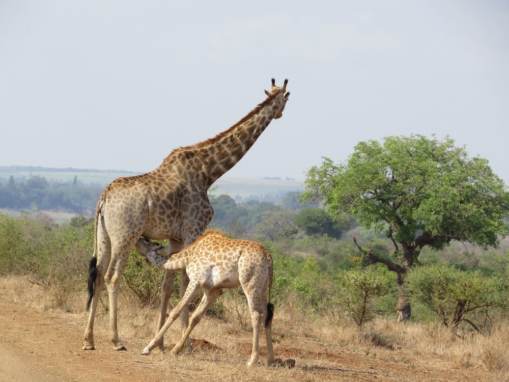 Фото Crocodile Bridge Safari Lodge