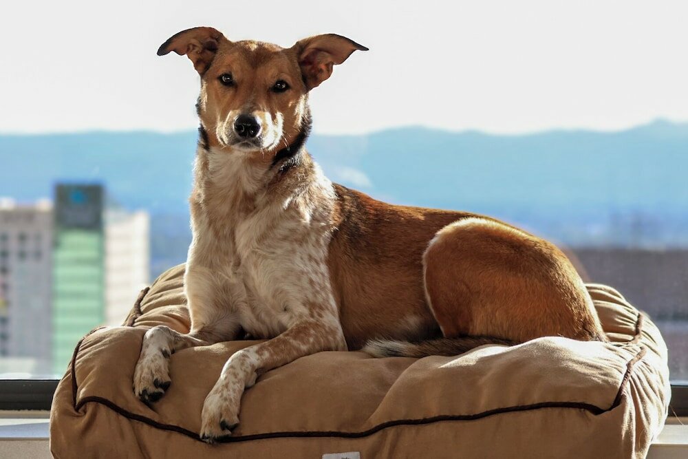 Фото Grand Hyatt Denver