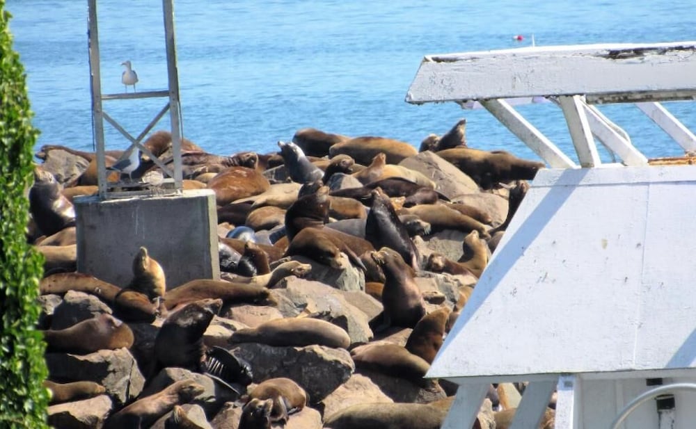 Фото The Waldport Inn