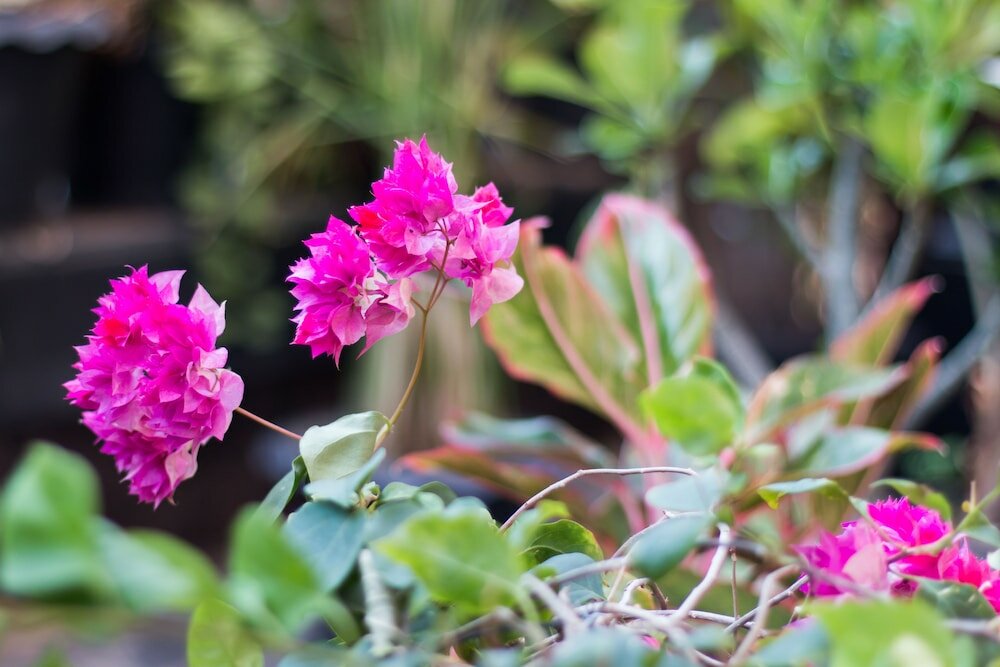 Фото Suntosa Resort