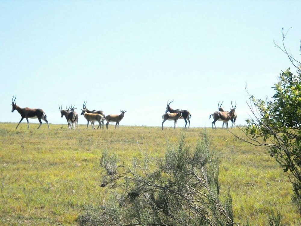 Фото Pabala Game Farm