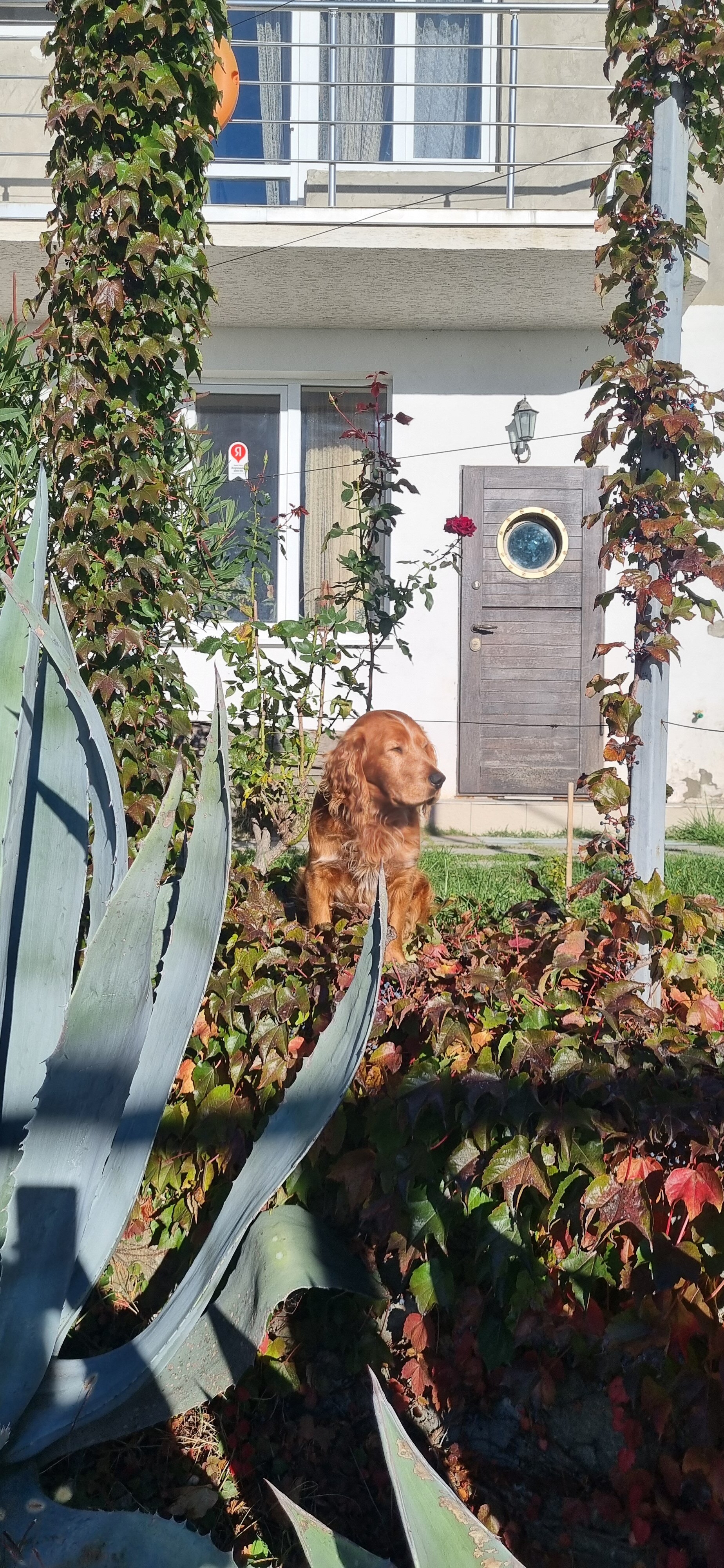 Фото Бригантина