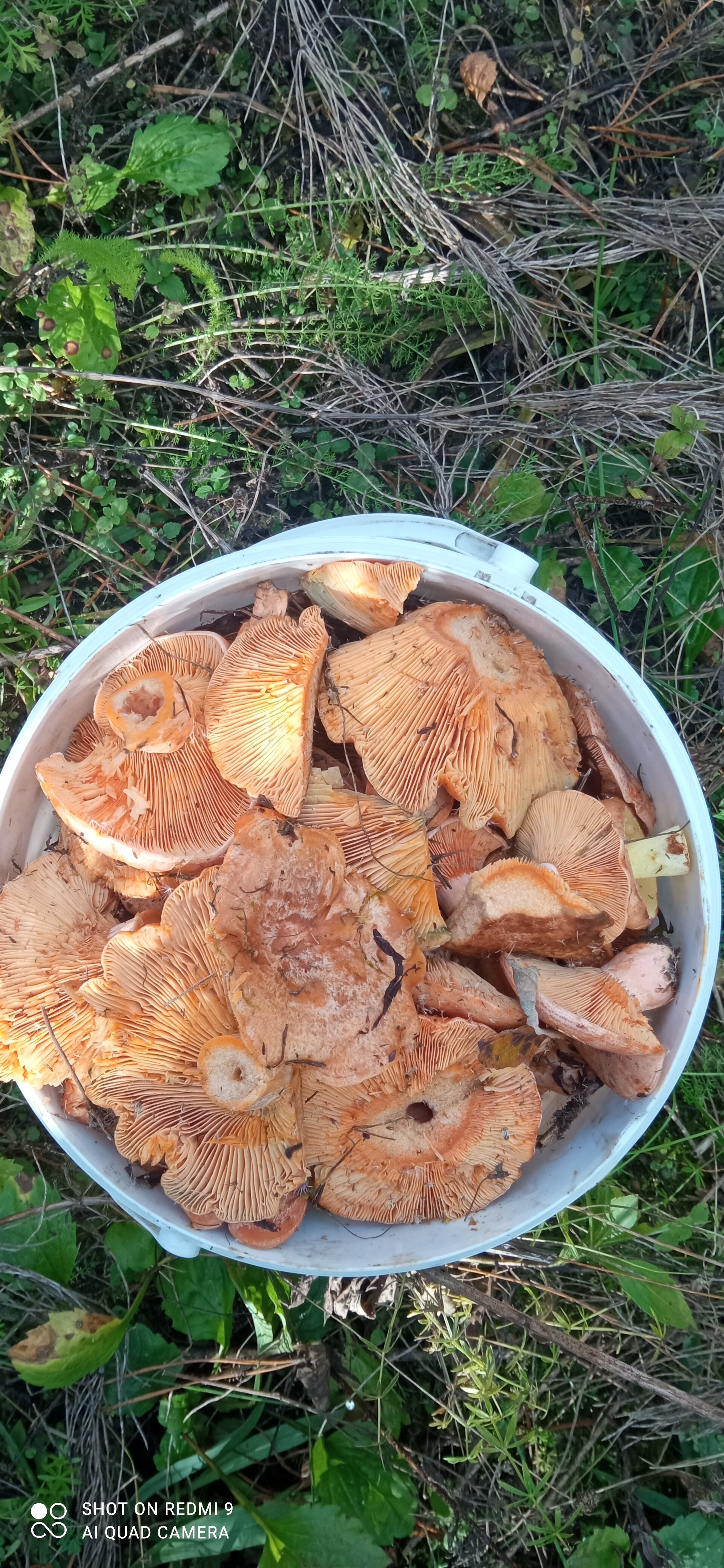 Фото Домики Бородино