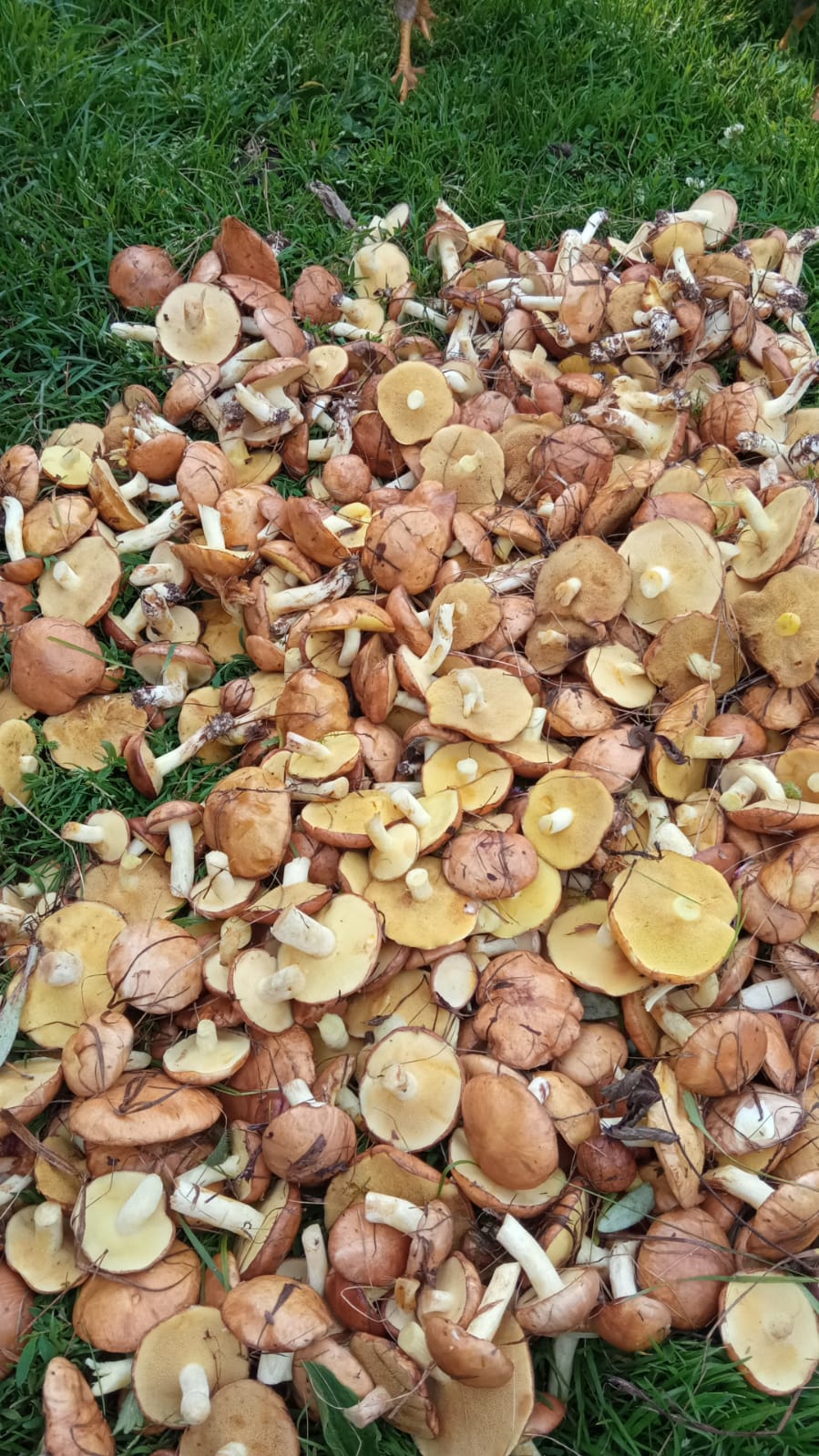 Фото Домики Бородино