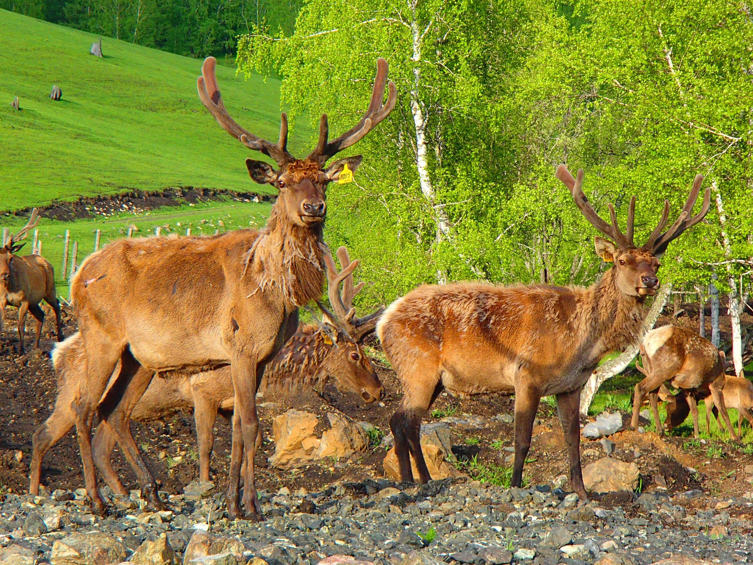 Фото Гостевой дом Басаргино
