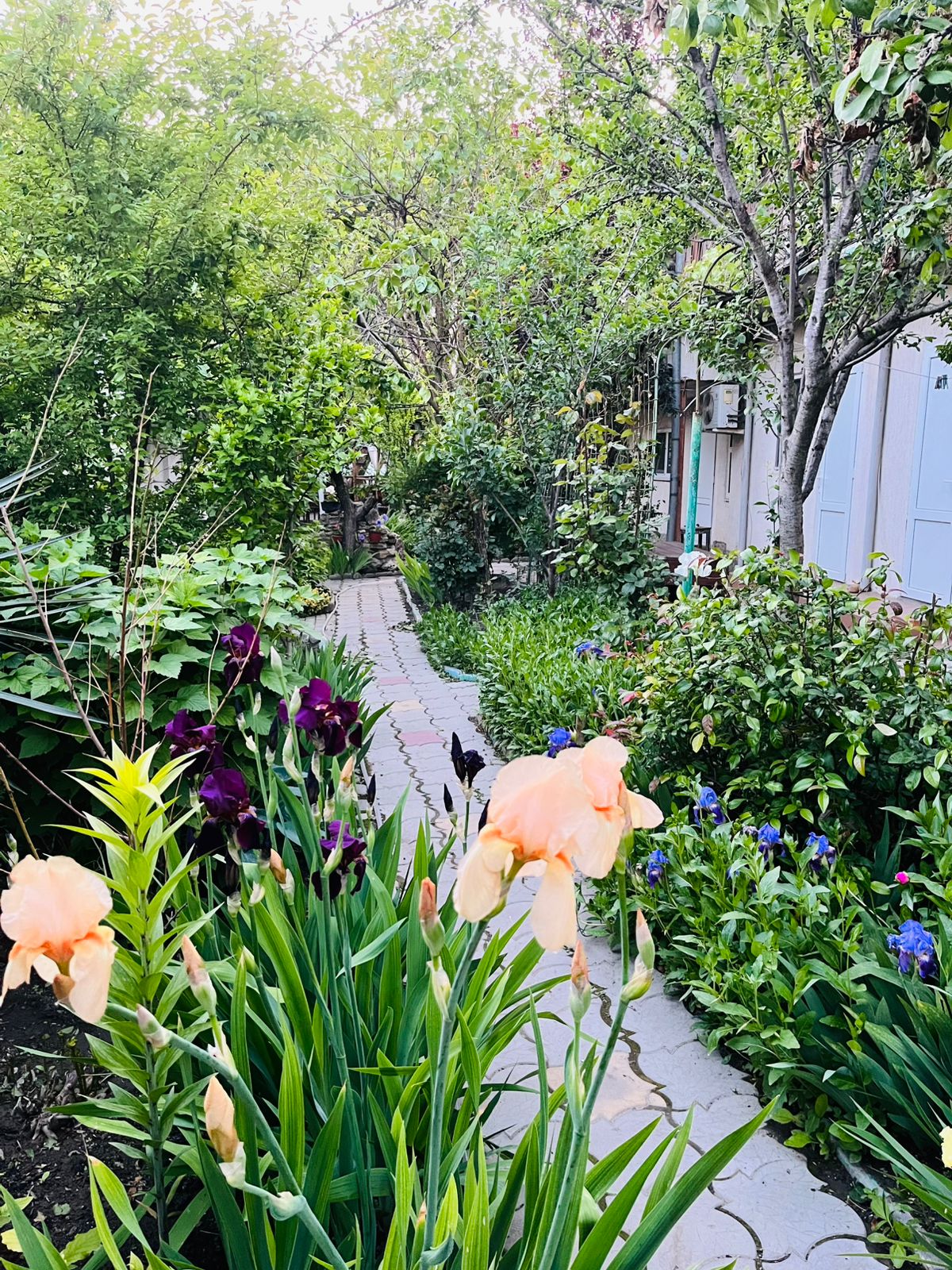 Фото Берёзка