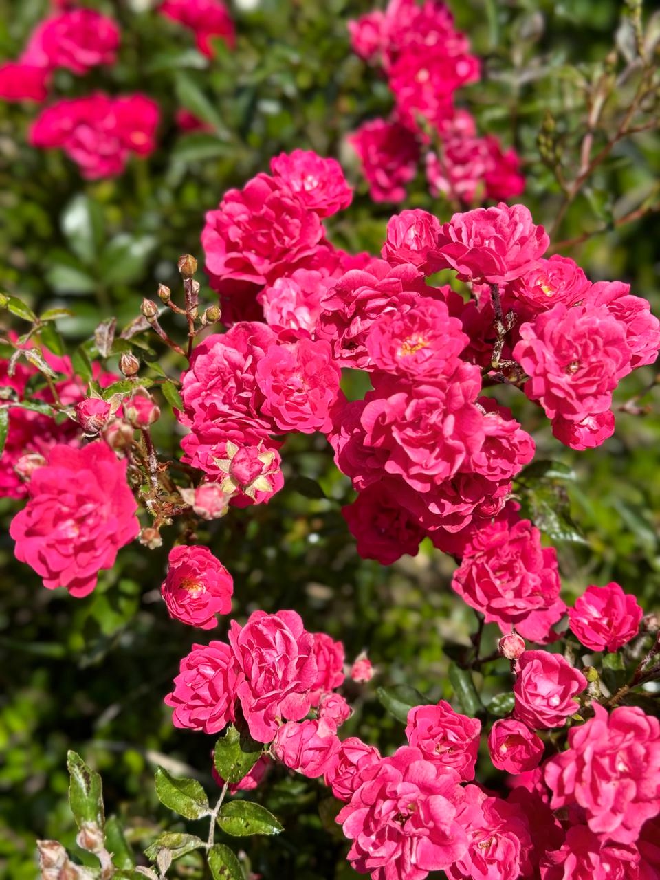 Фото Apartcomplex Chateau Aheloy