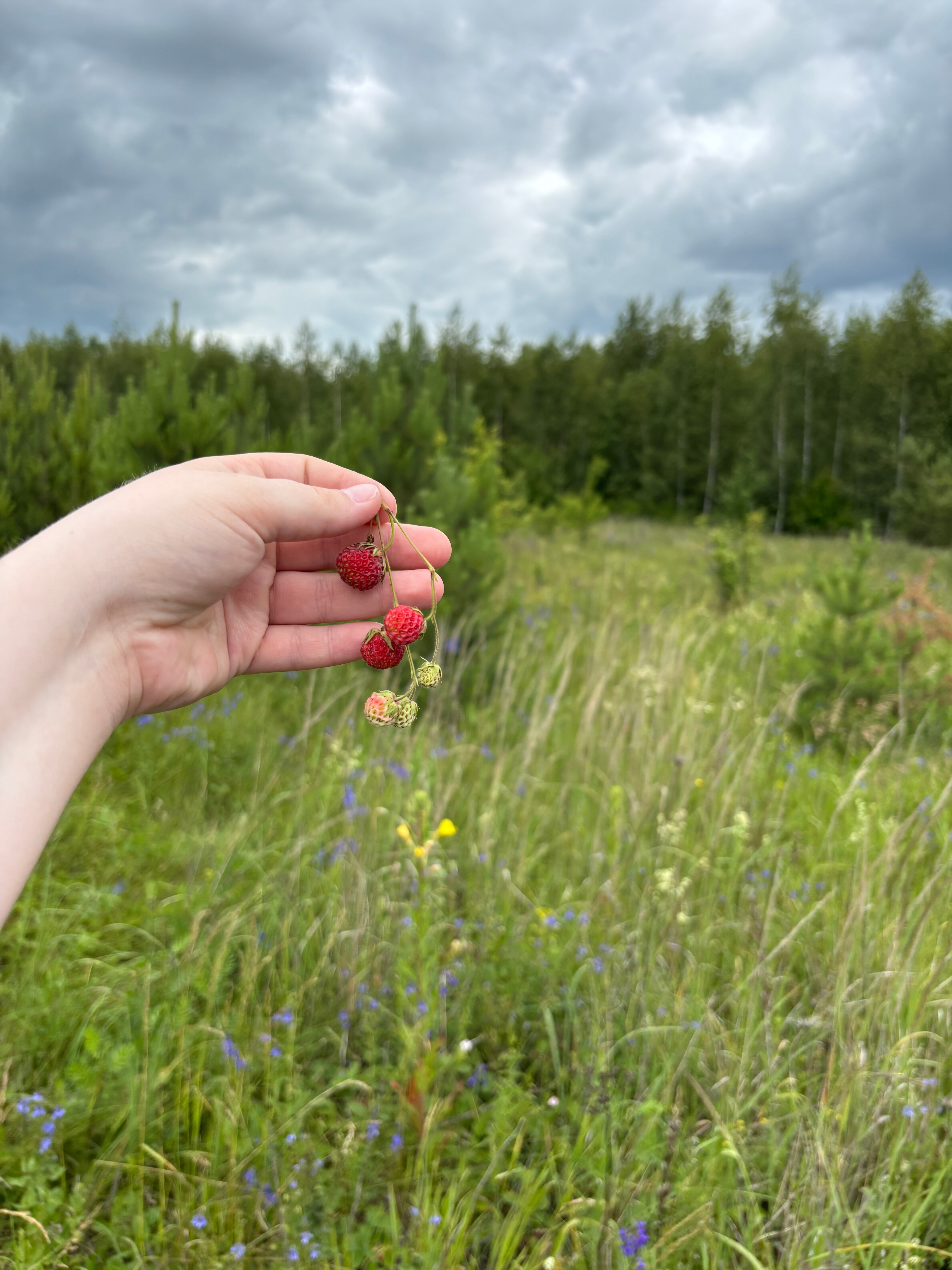 Фото Forest chan