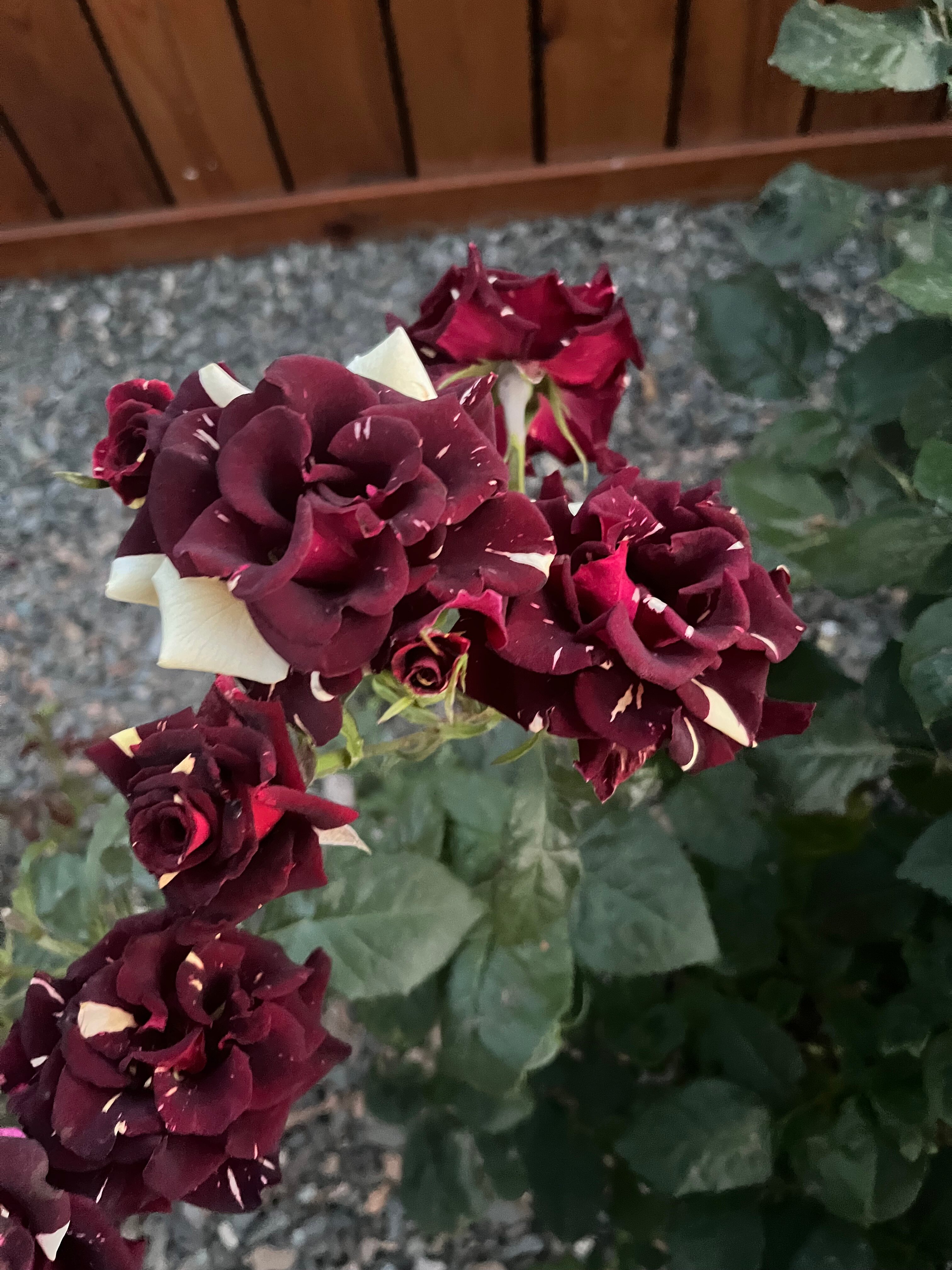 Фото Отель Санторини