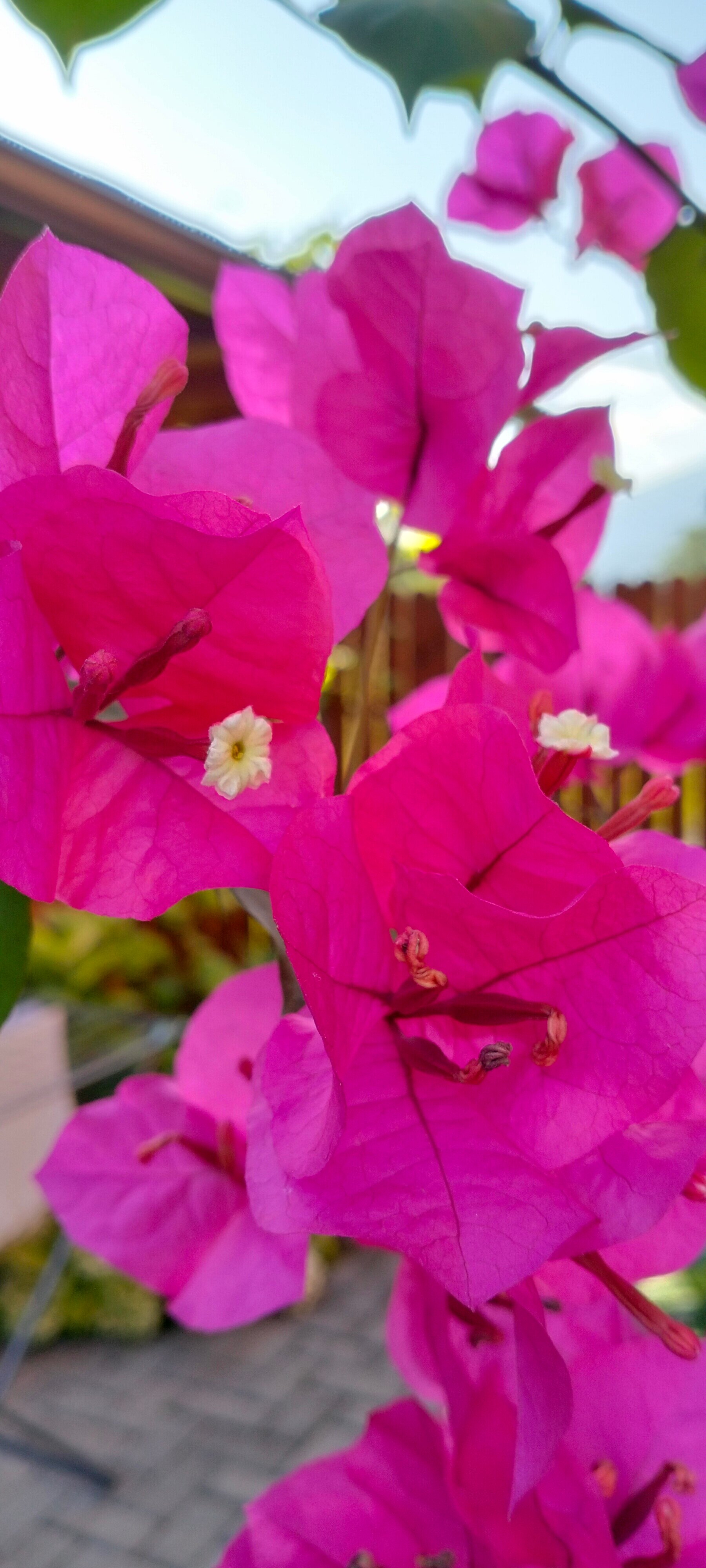 Фото Малина