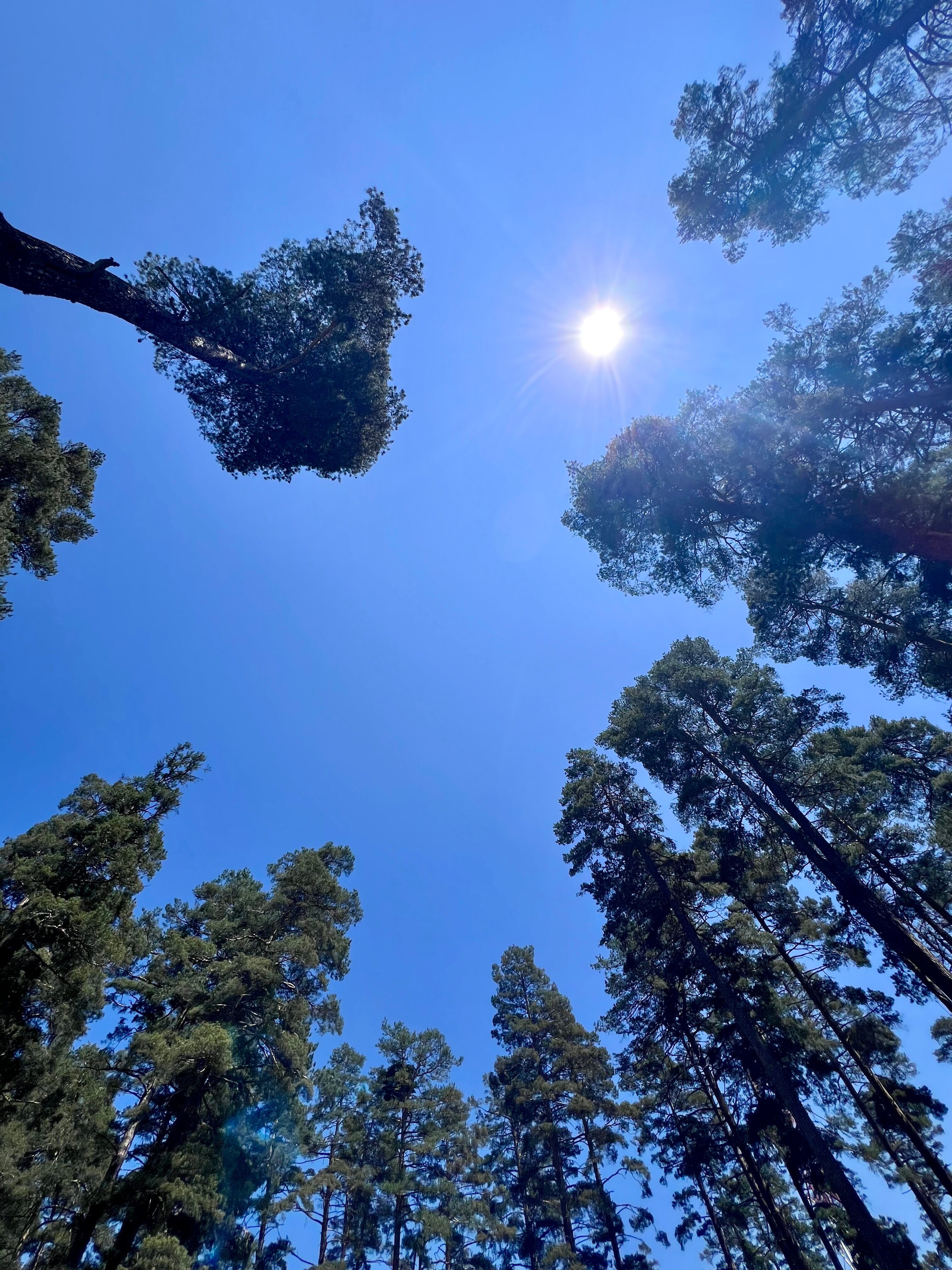 Фото Созвездие Архыза