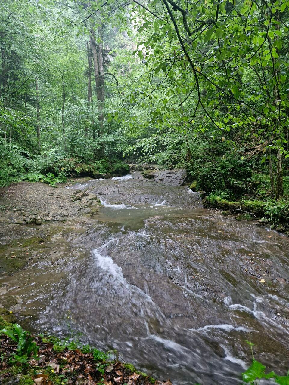Фото Энергия Дерева