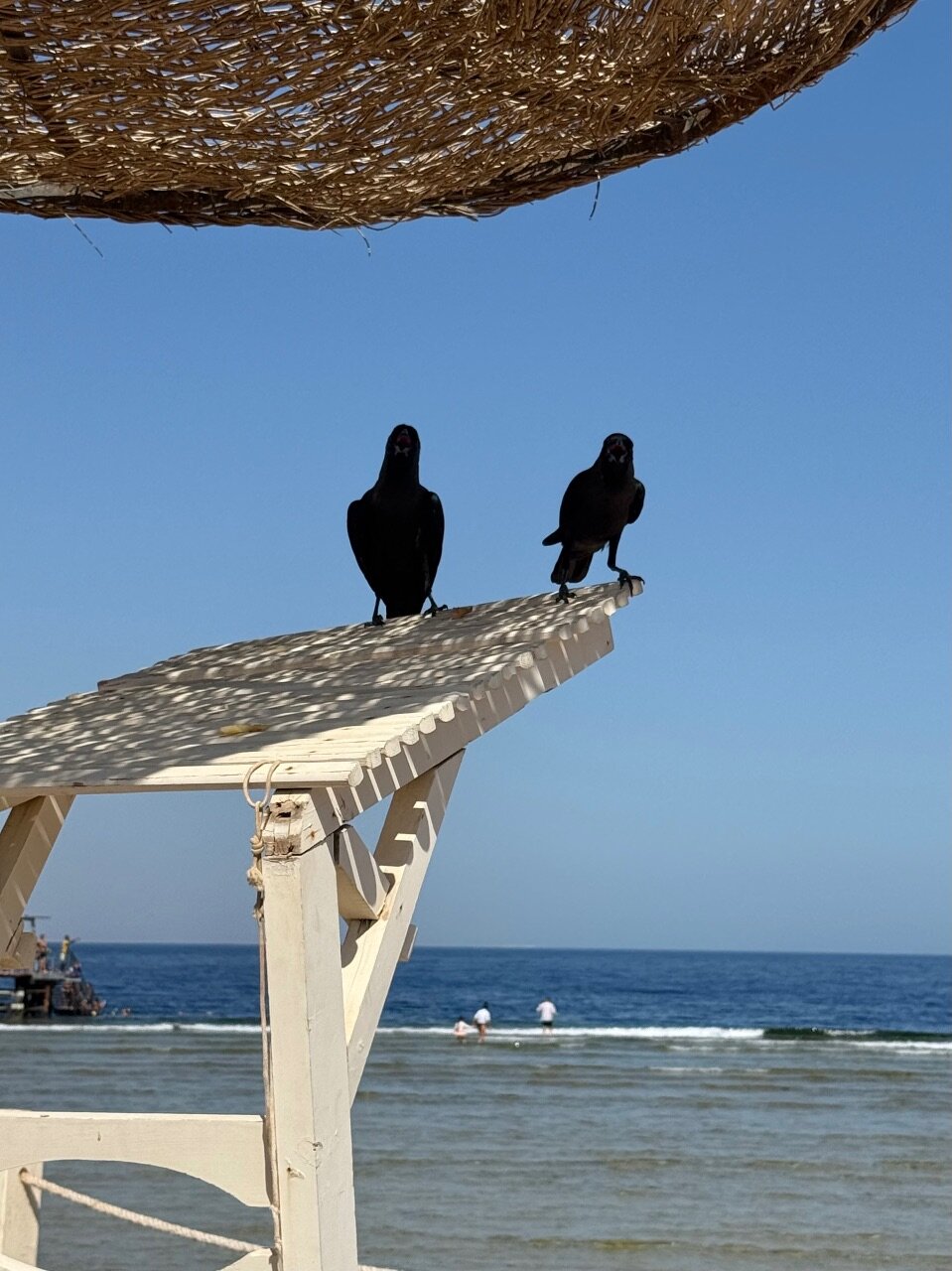 Фото Parrotel Lagoon Waterpark Resort