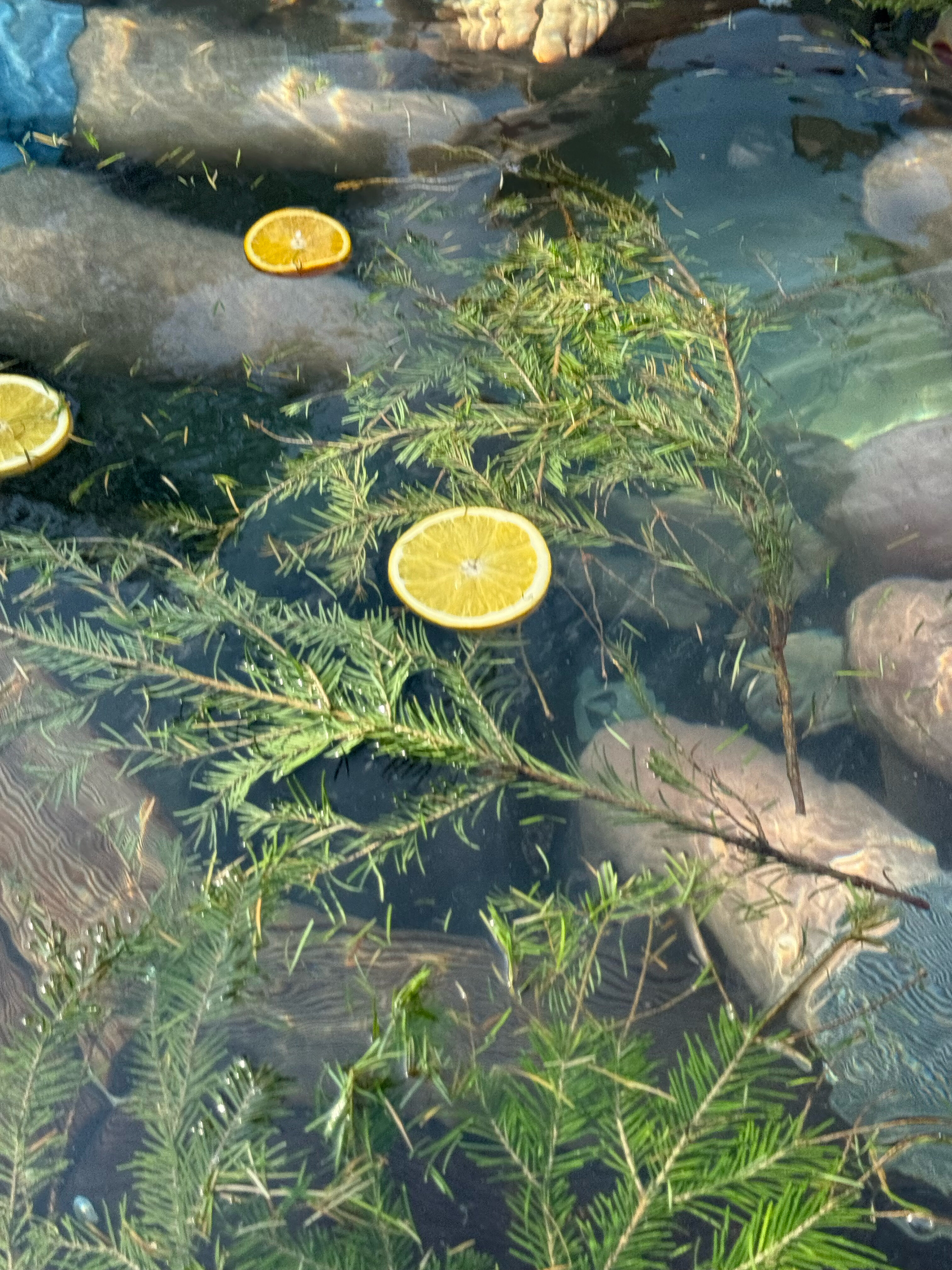 Фото Баглачевские дачи