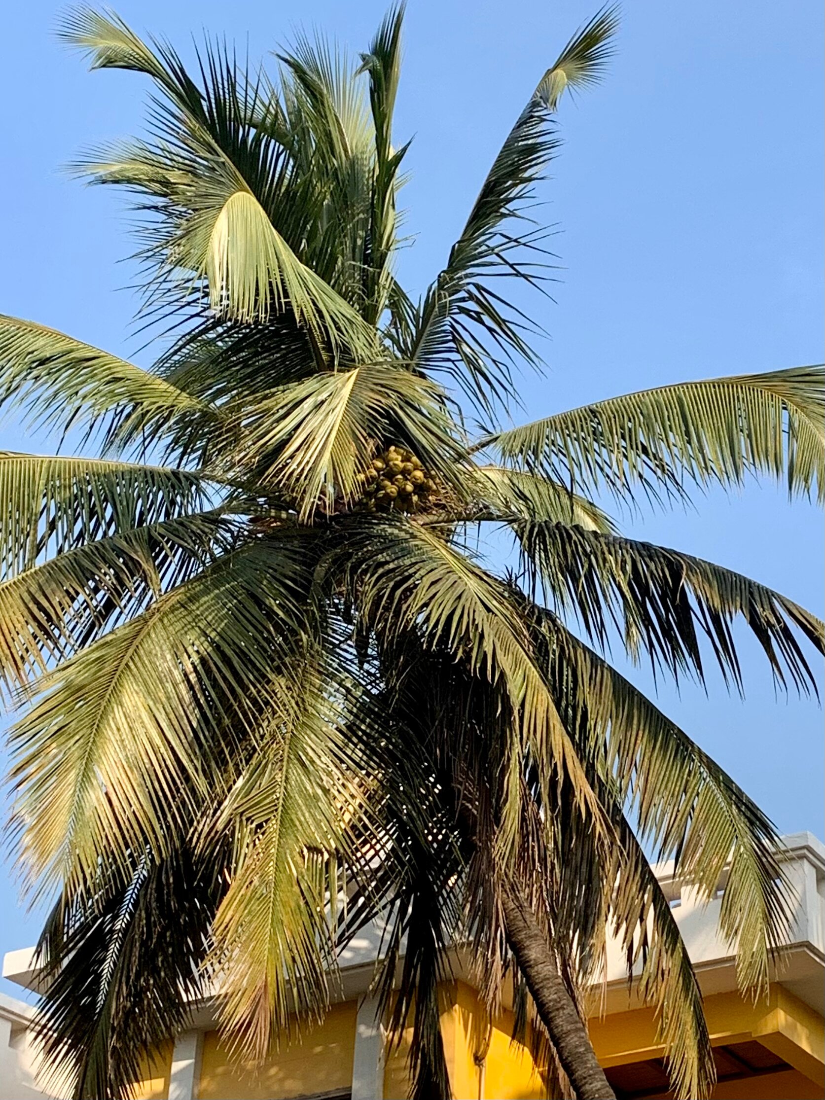 Фото Adamo The Bellus