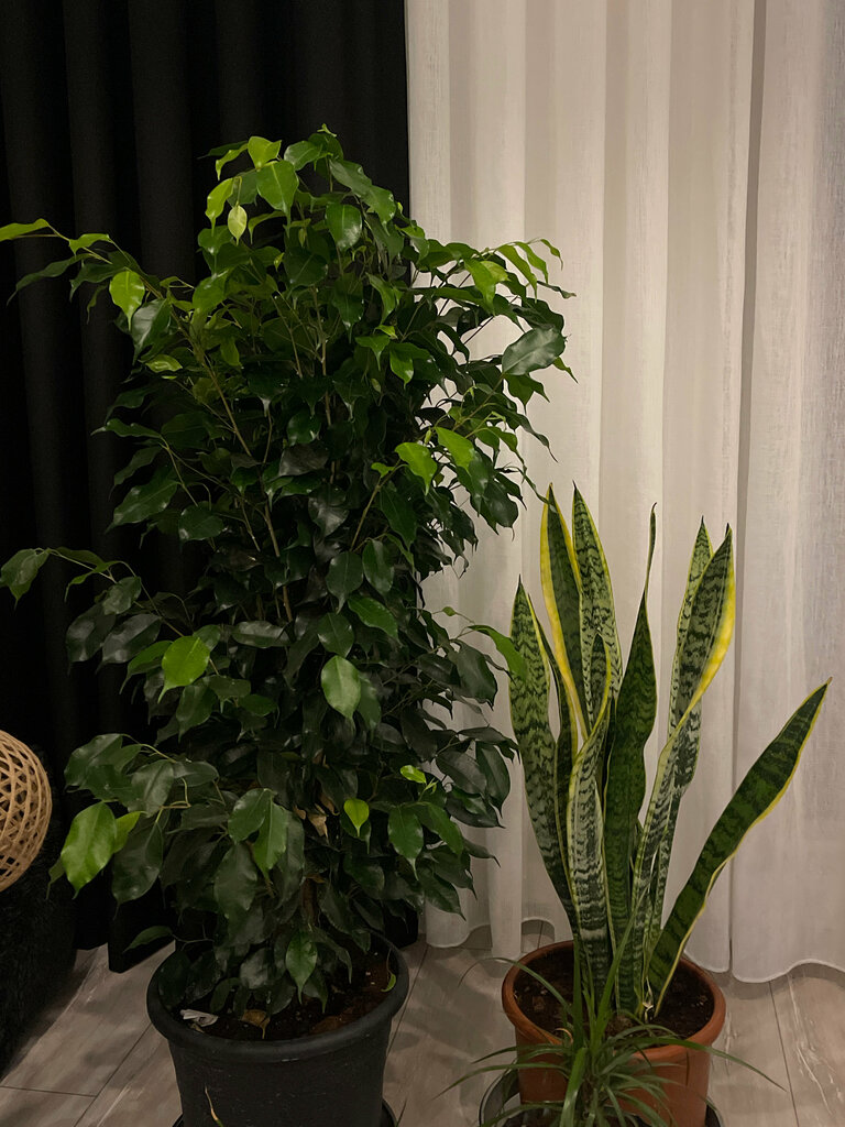 Flower shop Beşir Süs Bitkileri, Altinova, photo