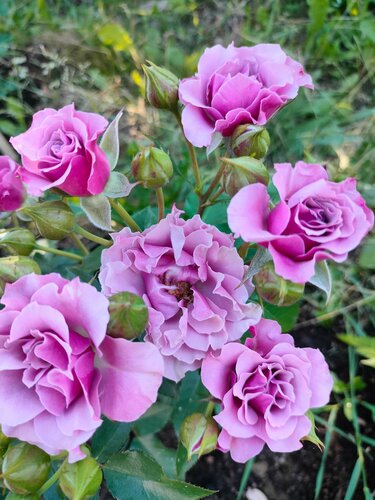 Fidan yetiştiriciliği Tamara Rozi, Pskov, foto