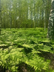 Глэмпинг Nota bene
