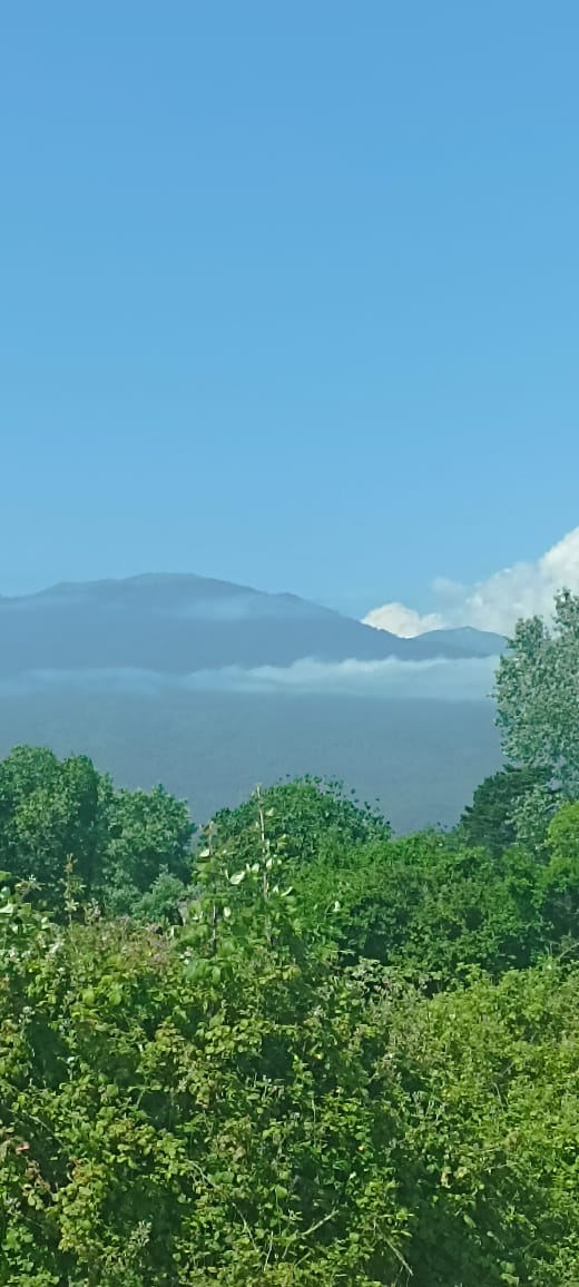 Фото Эвкалипт