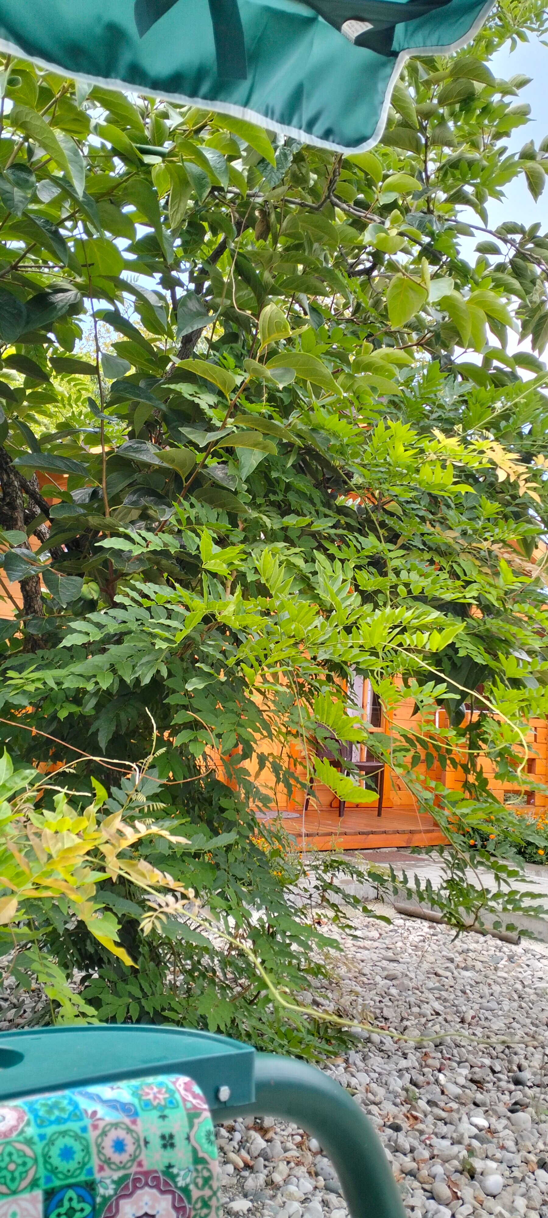 Фото Малина