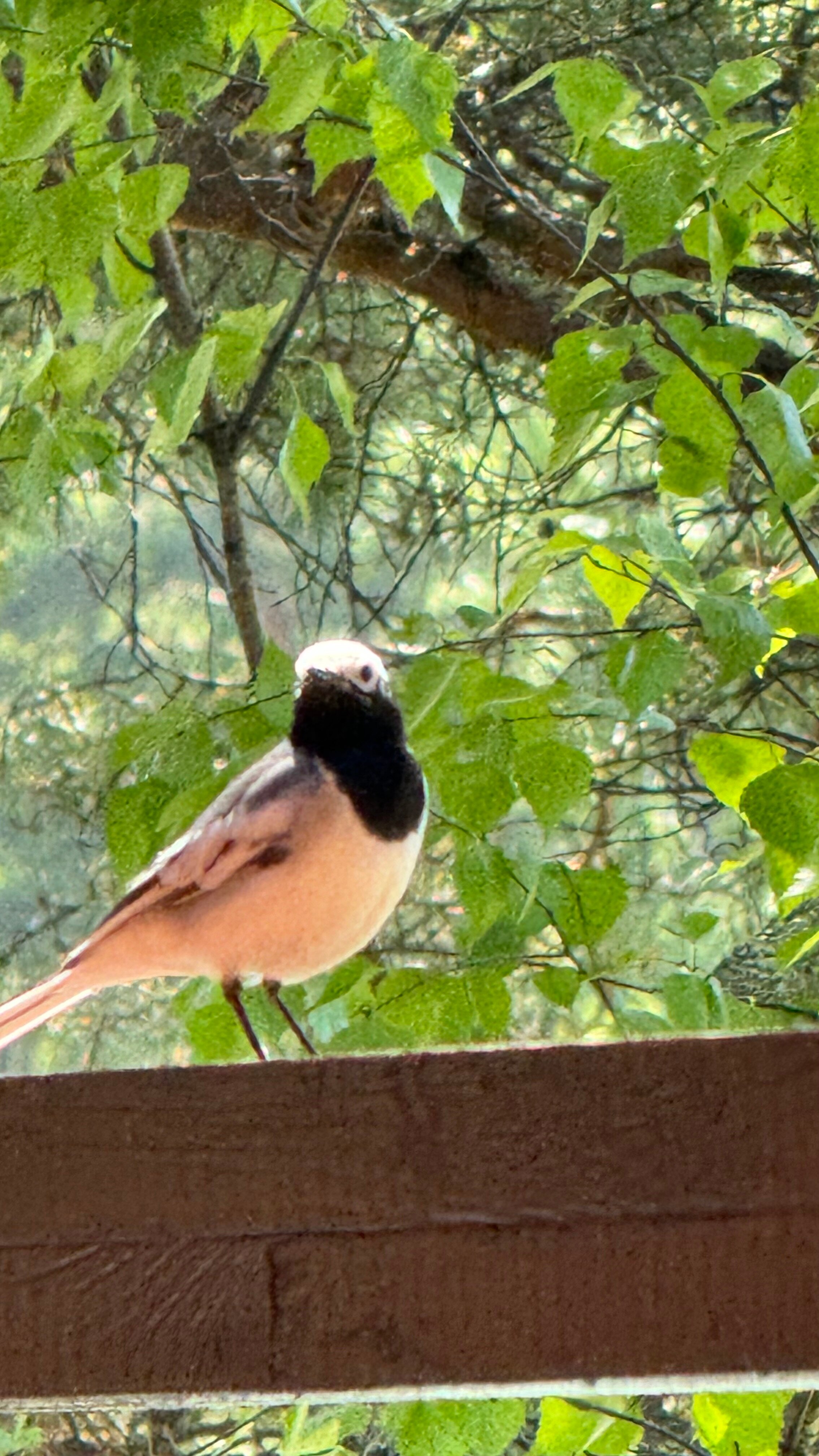 Фото Алтын-Ай