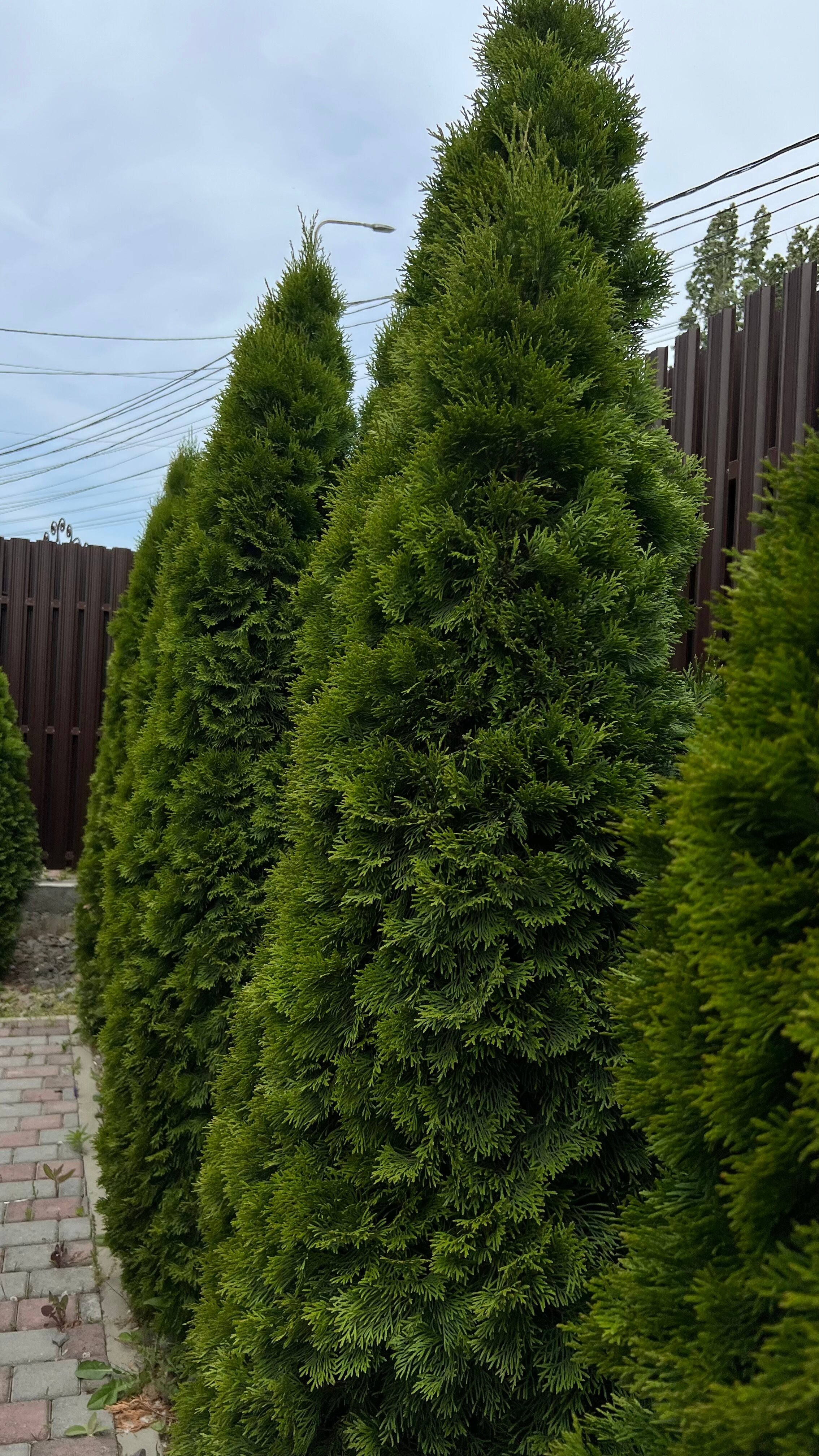 Фото Max SPA Hotel