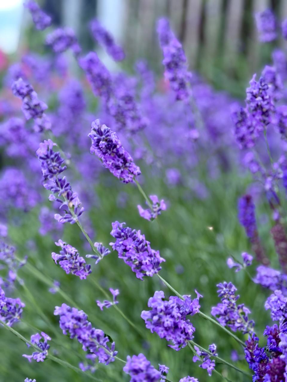 Фото Сириус