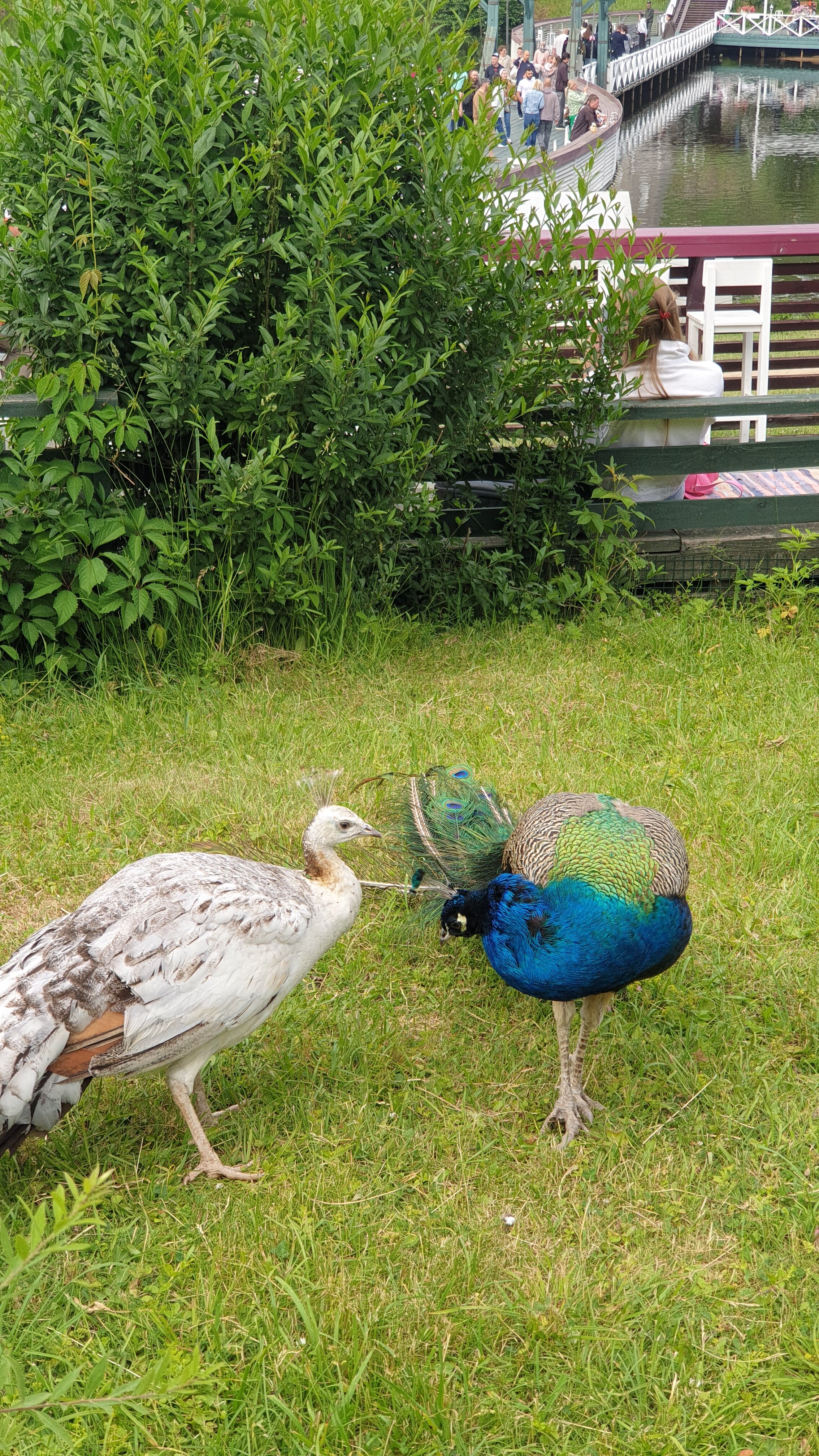 Фото Усадьба Ромашково
