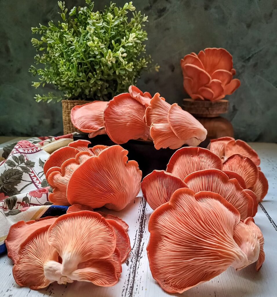 Mushroom growers and suppliers Bean & Beyond Farm, Dubai, photo