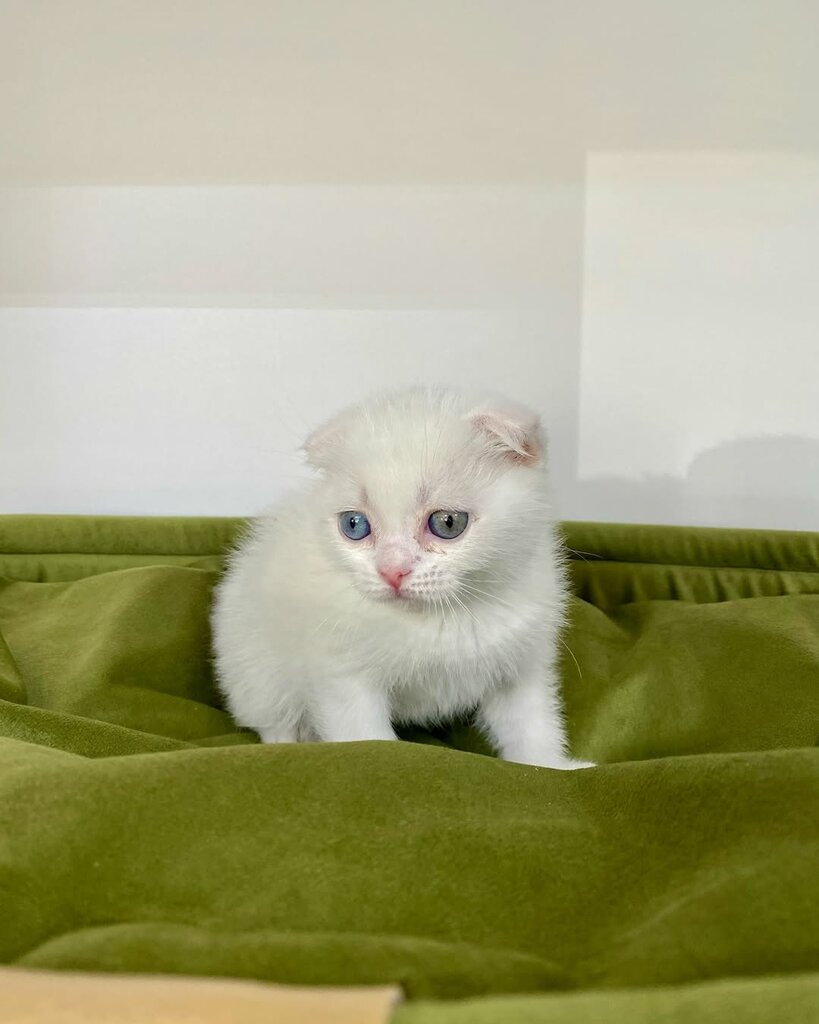 Pet shop Anayurt Petshop, Talas, photo