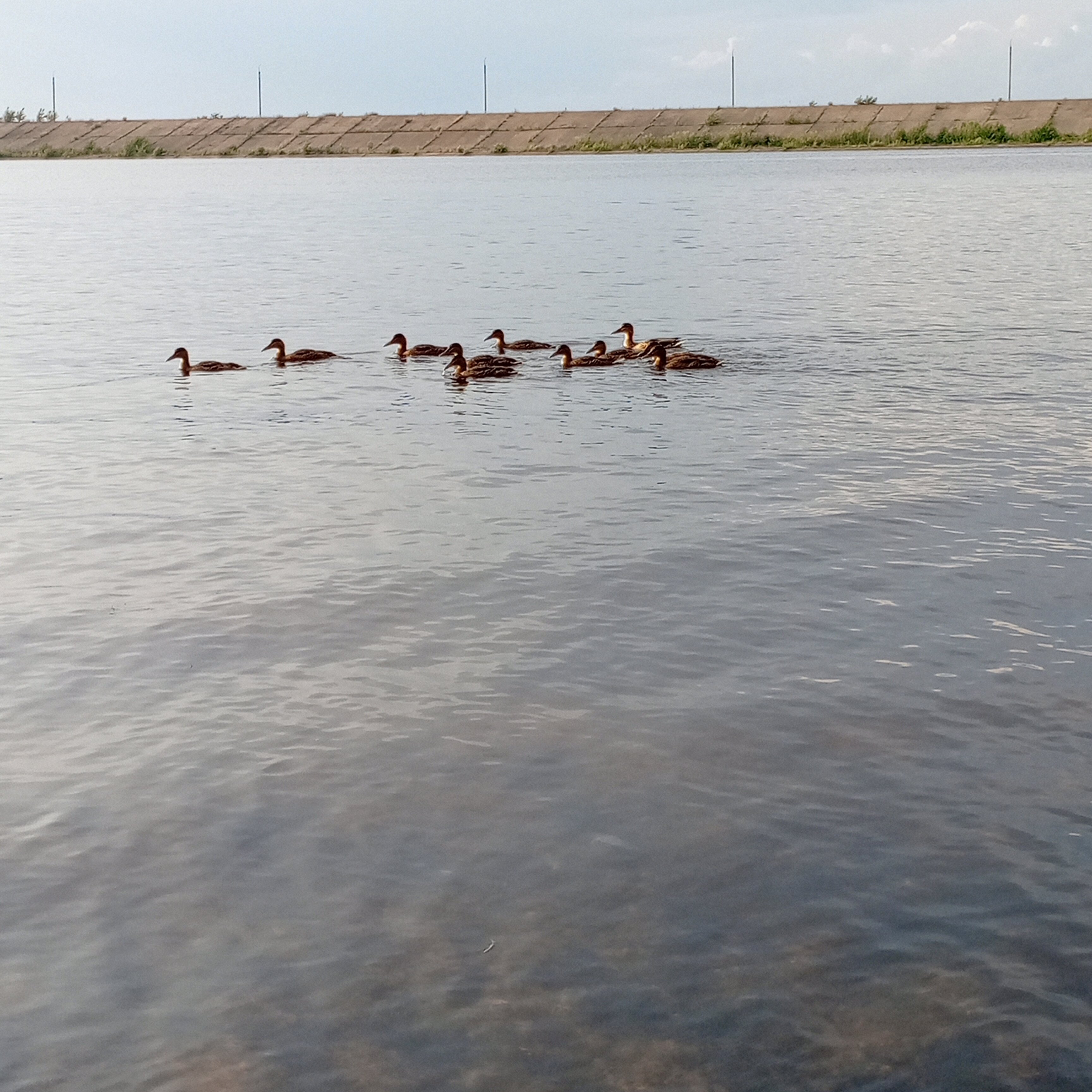 Фото Салампи