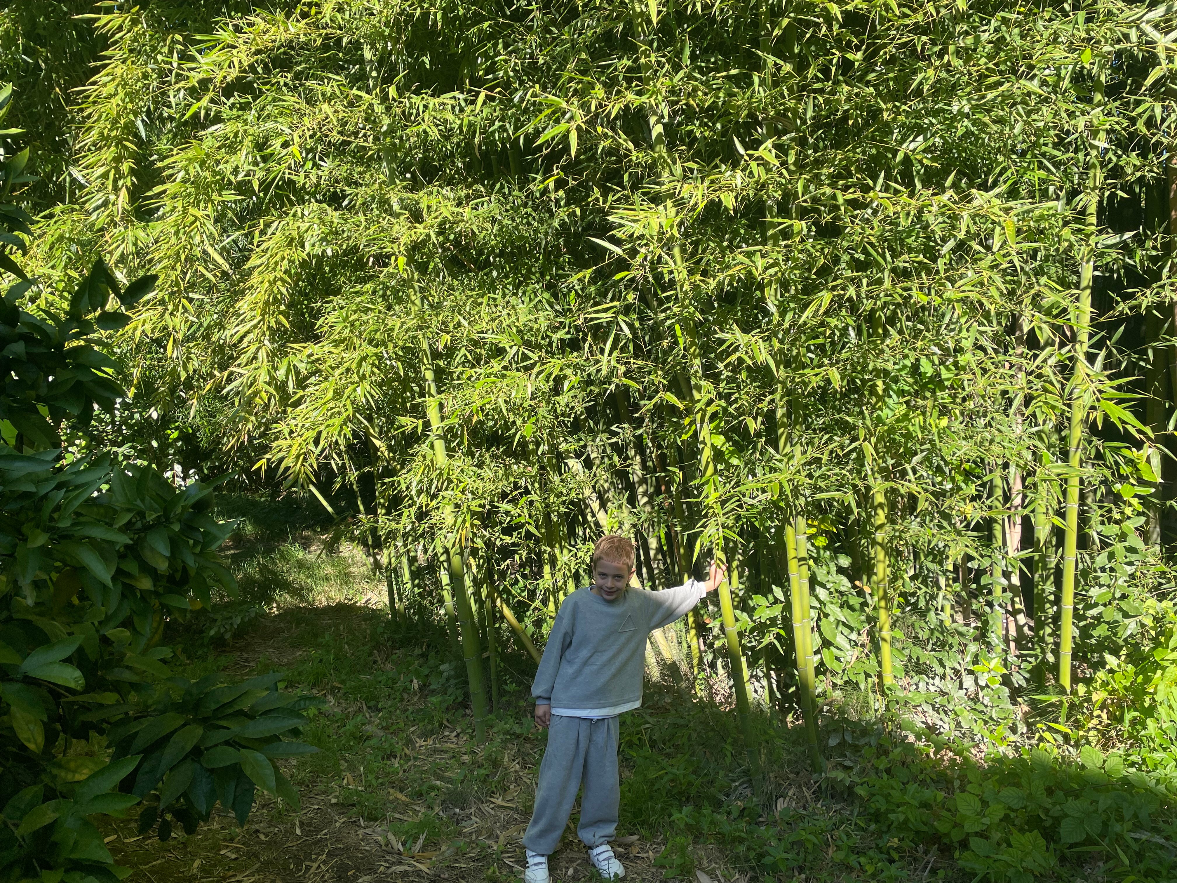 Фото Бамбуковая Роща