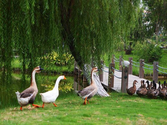 Фото Xiamen C&d Hotel-Free Welcome Snacks-Oasis Garden