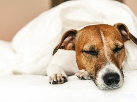 Фото The Steward, Santa Barbara, a Tribute Portfolio Hotel