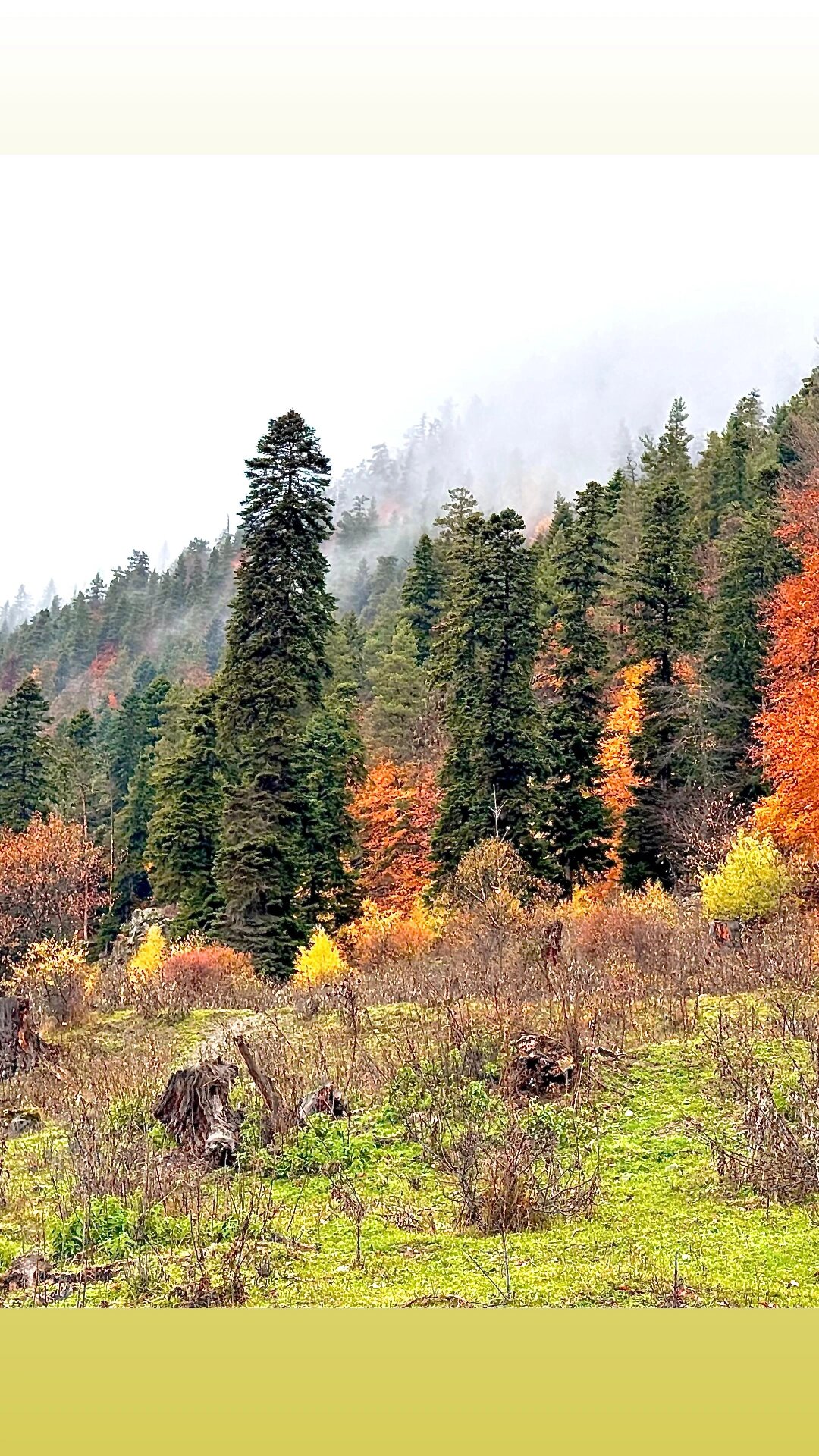 Фото Альбор