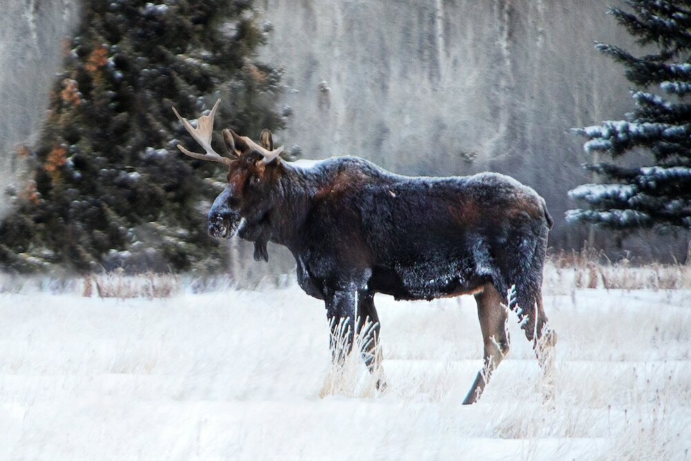 Фото Flying Saddle Resort