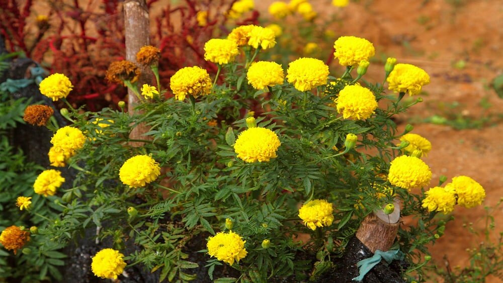 Фото Windloft Retreat