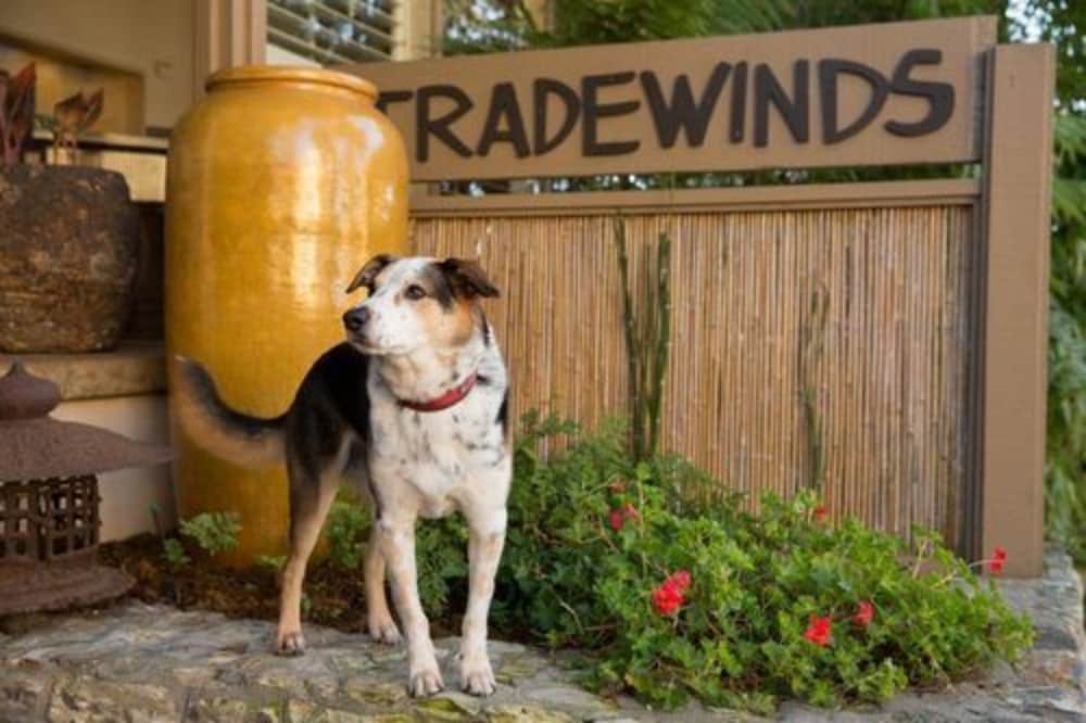 Фото Tradewinds Carmel