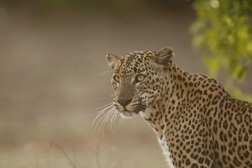 Кемпинг Yala Safari Camping - All Inclusive в Провинции Ува