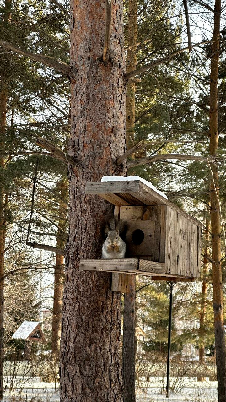 Фото Берёзки