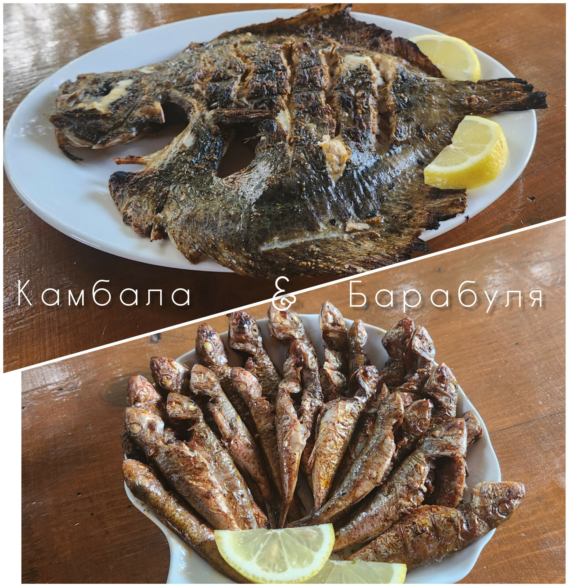 Фото Альбатрос