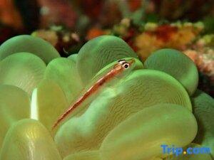 Гостиница Luxotel Aqaba Beach Resort & SPA Hotel