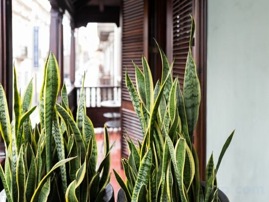 Фото Suites 1478