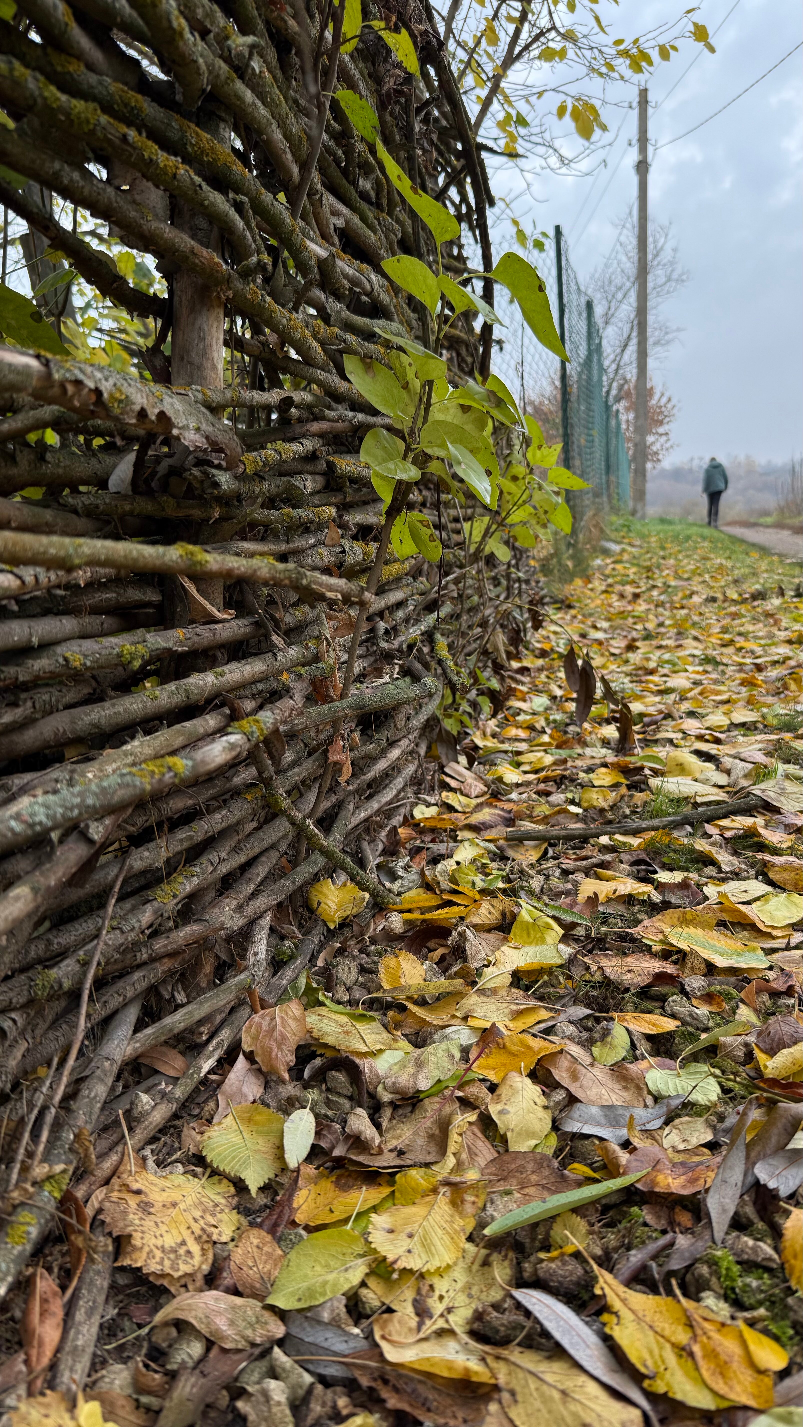 Фото Мальвы