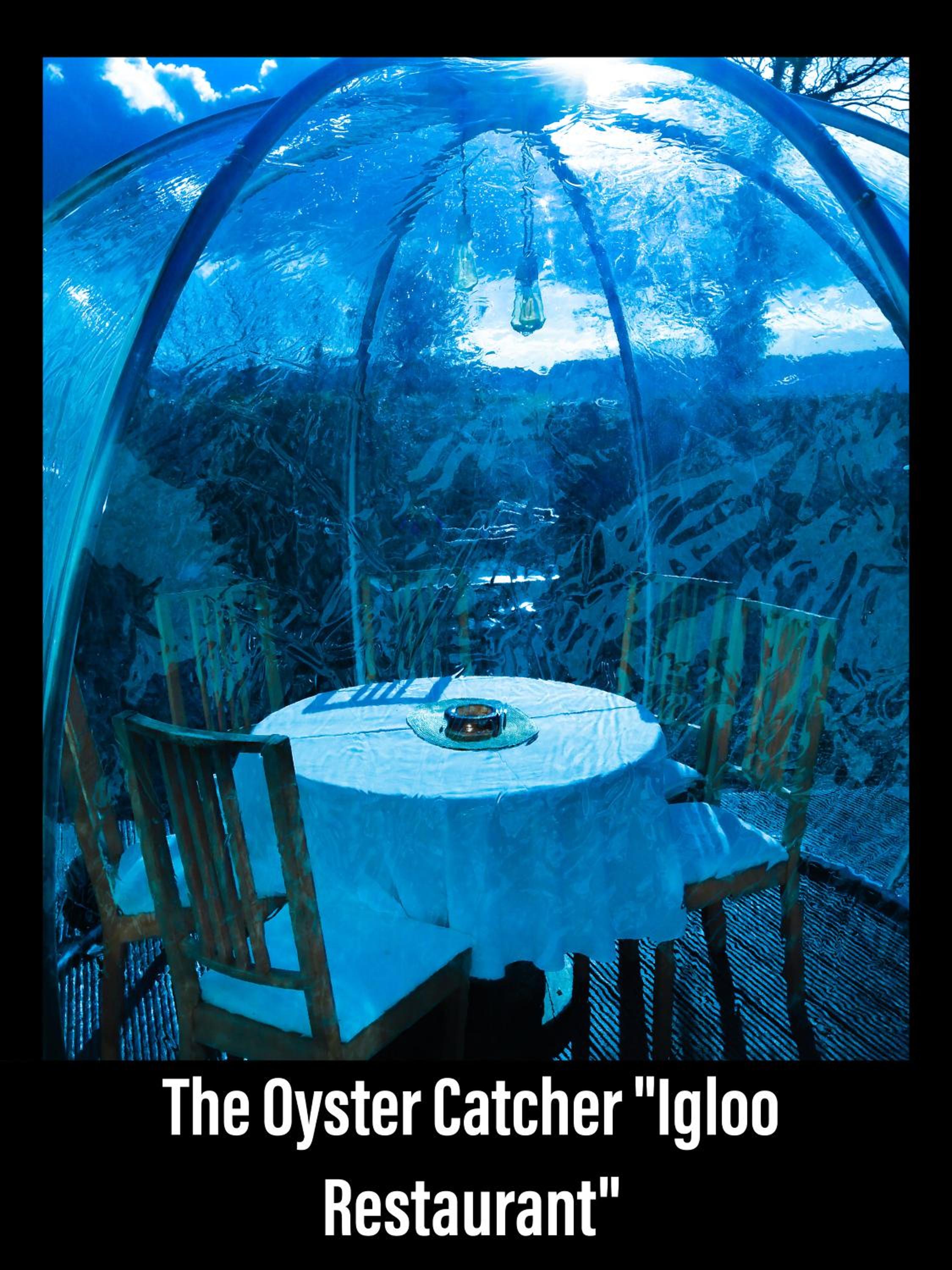 Фото The Oystercatcher