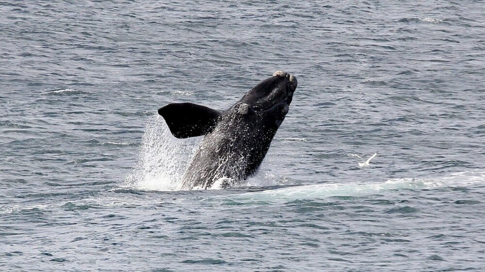 Фото The Potting Shed Guest House