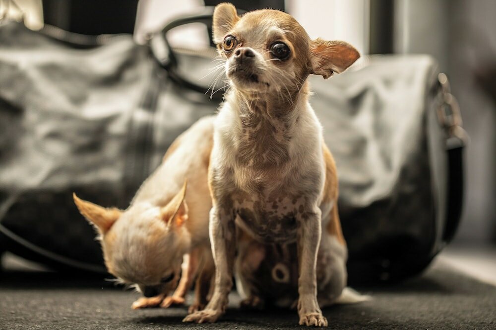 Фото Reggia Suite SPA Hotel